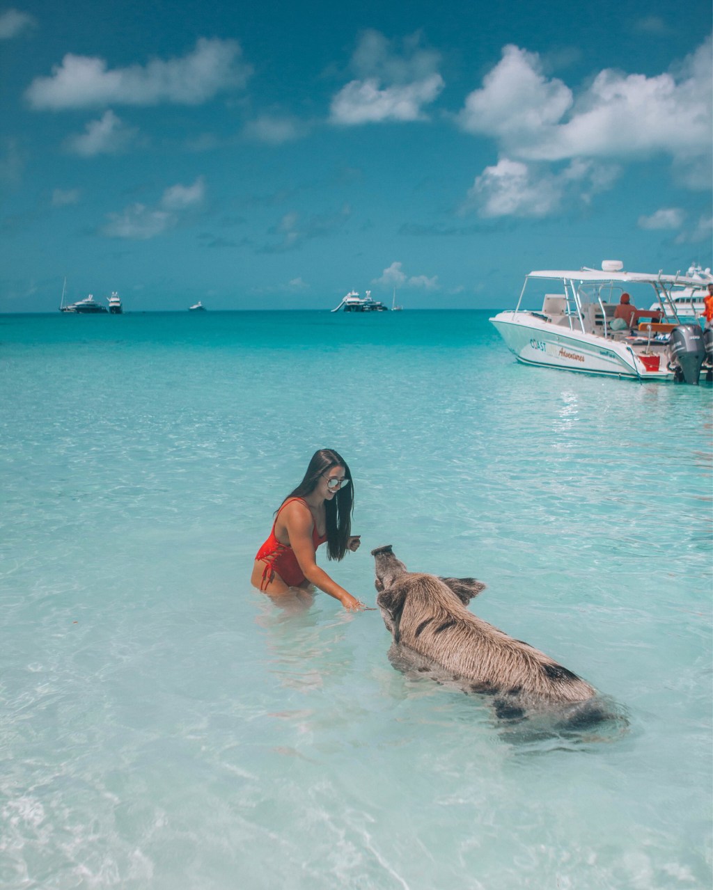The Bahamas, Where Pigs&nbsp;Swim